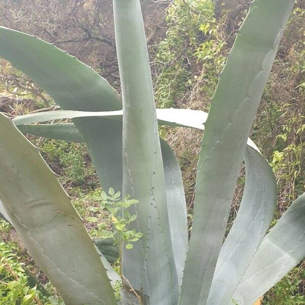 Agave americana Folla