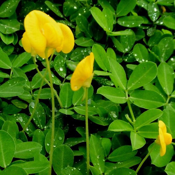 Arachis hypogaea पत्ता