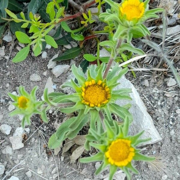 Asteriscus aquaticus Habit