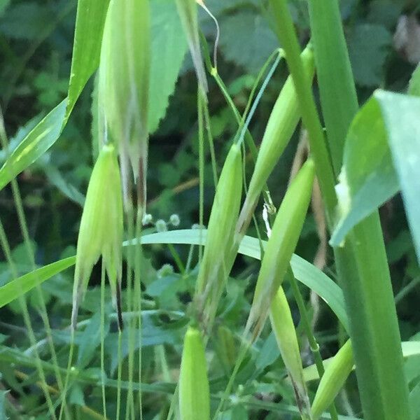 Avena fatua Flower