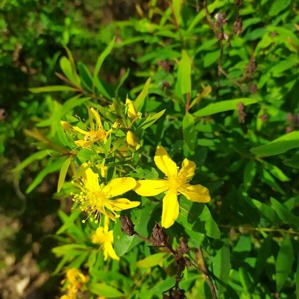 Hypericum canariense Flor