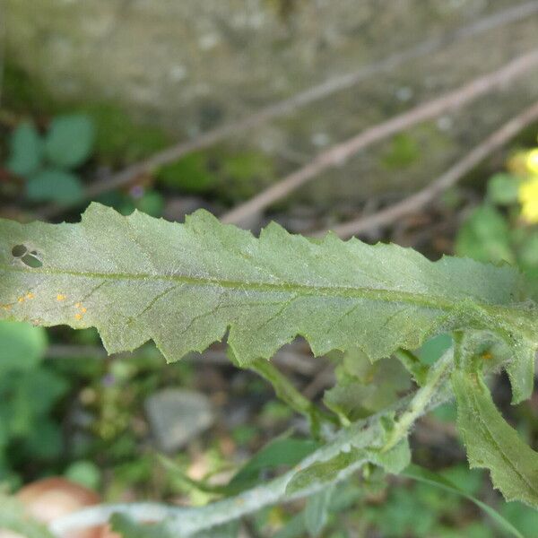 Senecio lividus ഇല