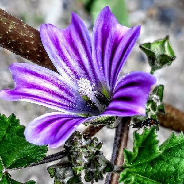 Malva parviflora Квітка