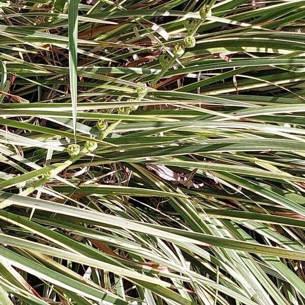 Acorus calamus Feuille