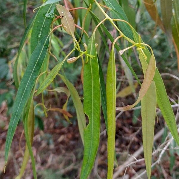 Angophora costata Foglia