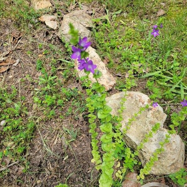 Triodanis perfoliata Flower