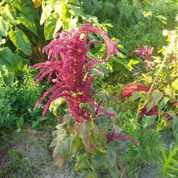 Amaranthus cruentus Квітка