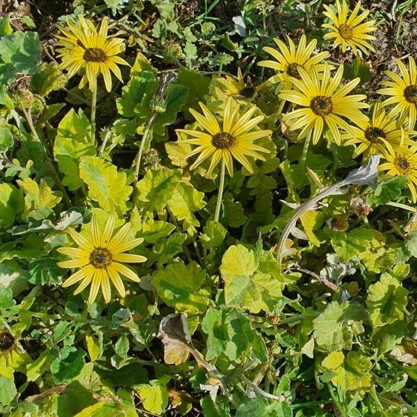 Arctotheca calendula Fiore