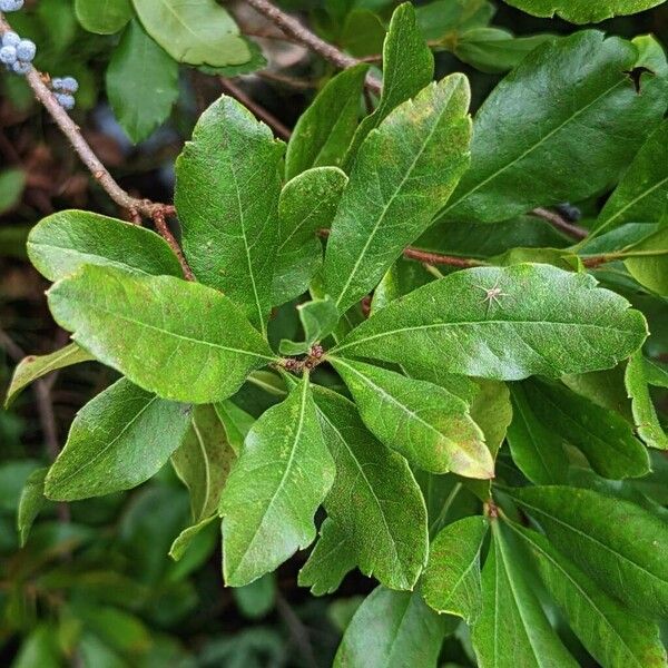 Myrica caroliniensis ഇല