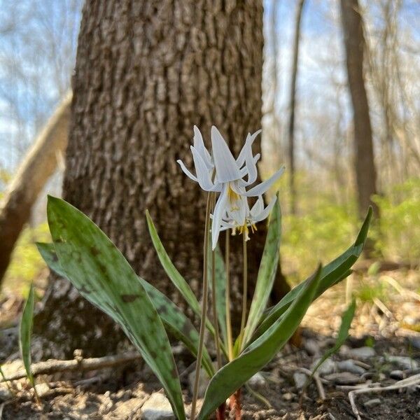 Erythronium albidum Folha