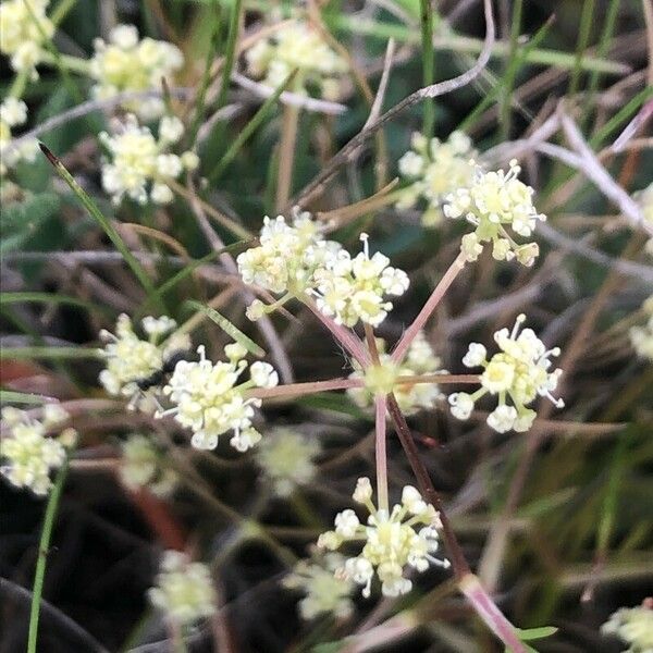 Trinia glauca Blüte