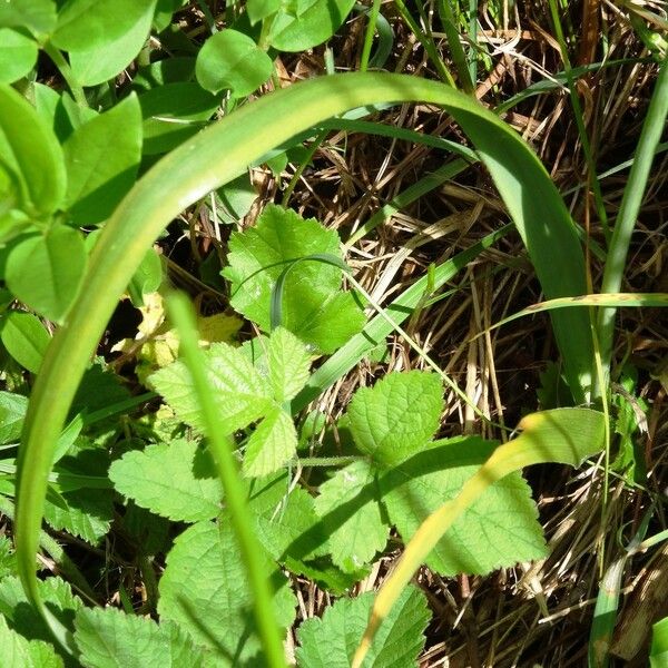 Allium roseum Leaf