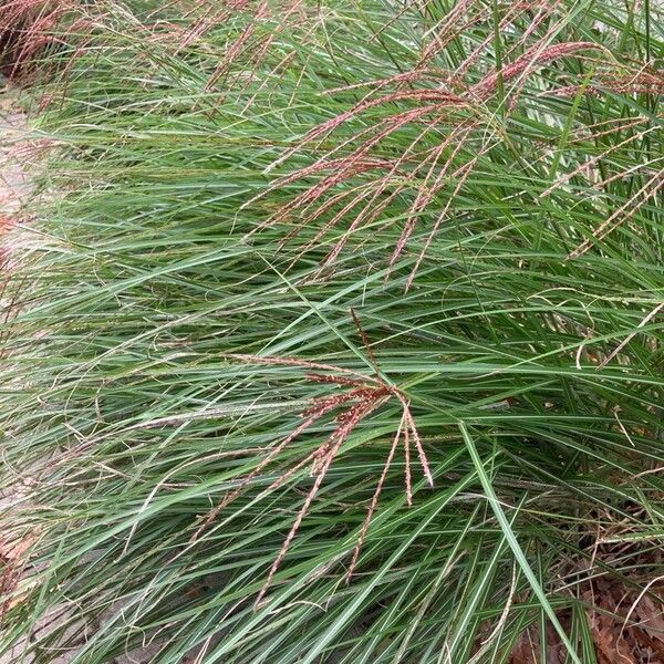 Miscanthus sinensis Vaisius