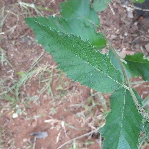 Rubus ulmifolius পাতা