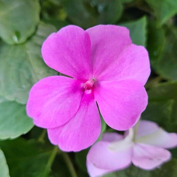 Impatiens walleriana Kwiat