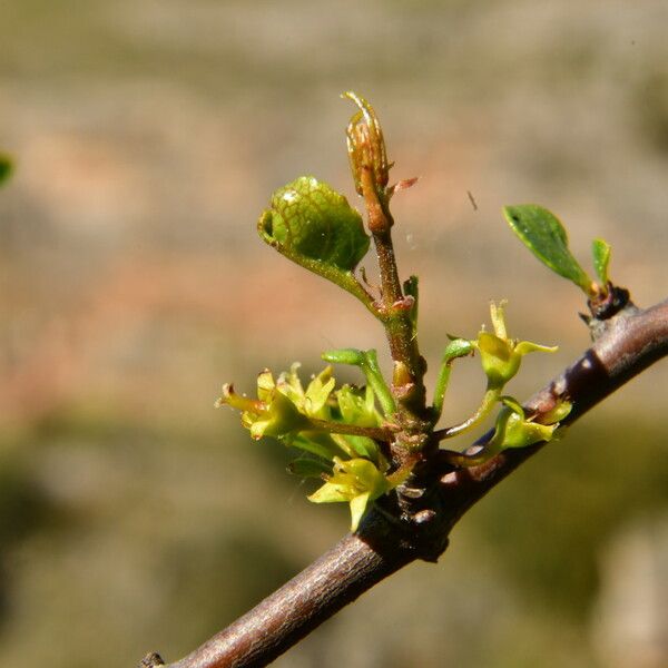 Rhamnus saxatilis Kukka