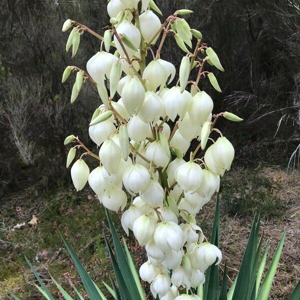 Yucca gloriosa Blomma