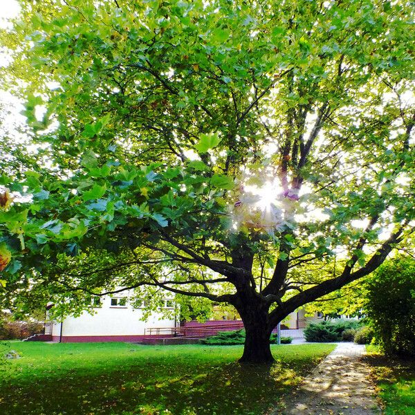 Platanus occidentalis Blad