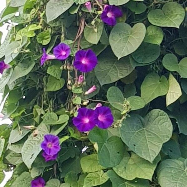 Ipomoea purpurea Fleur