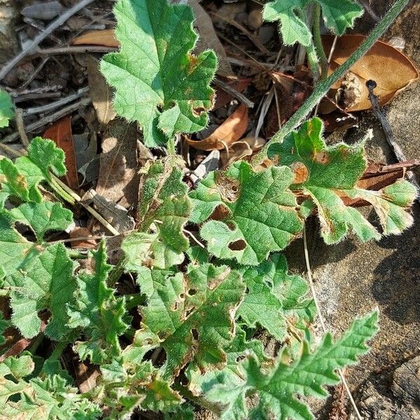 Convolvulus althaeoides Leaf