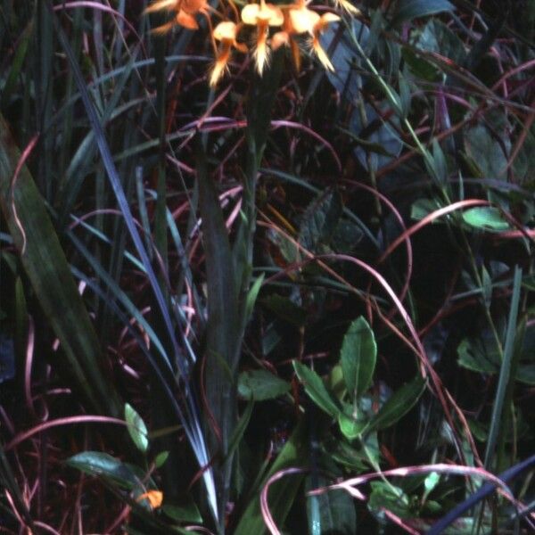 Platanthera ciliaris Flower