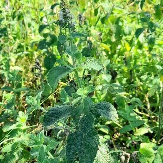 Mentha suaveolens Habit