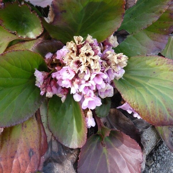 Bergenia crassifolia Outro