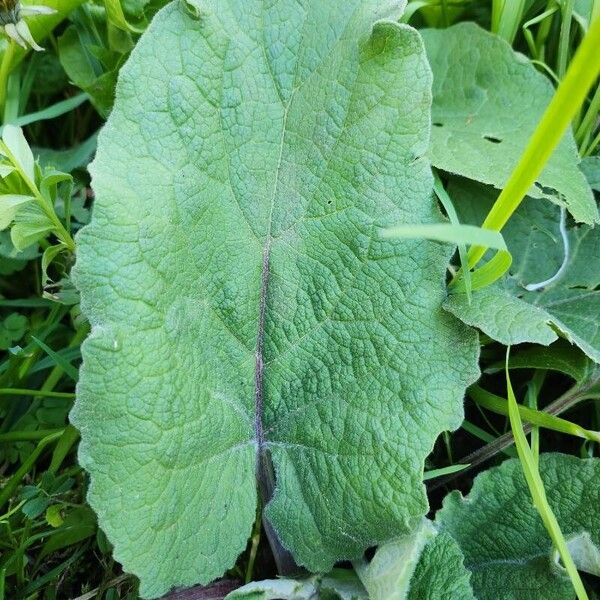 Arctium nemorosum পাতা