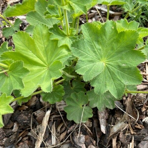 Alchemilla xanthochlora Lehti