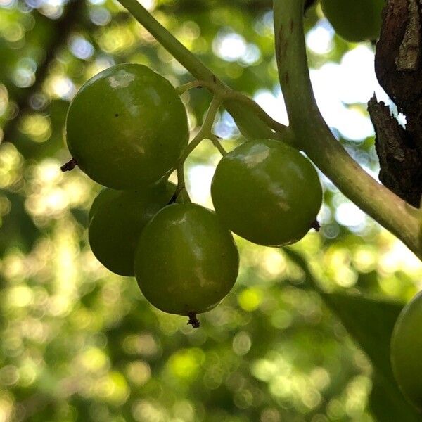 Dioscorea communis Frutto