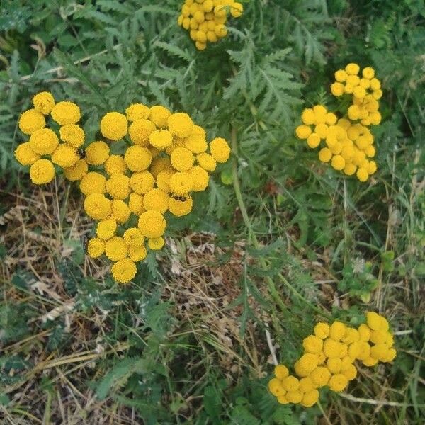 Tanacetum vulgare 花