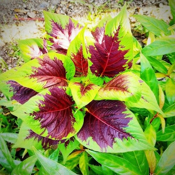 Amaranthus tortuosus Blad