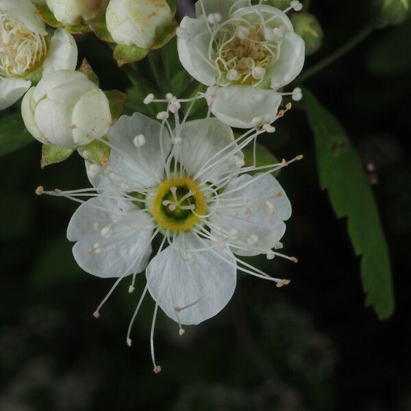 Spiraea chamaedryfolia फूल