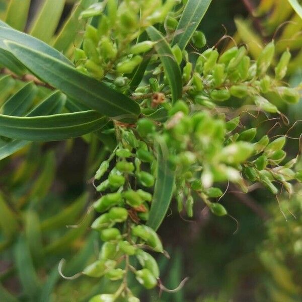 Hypericum lanceolatum Flors