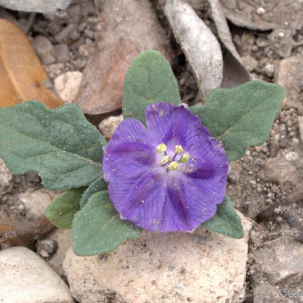 Quincula lobata Flower