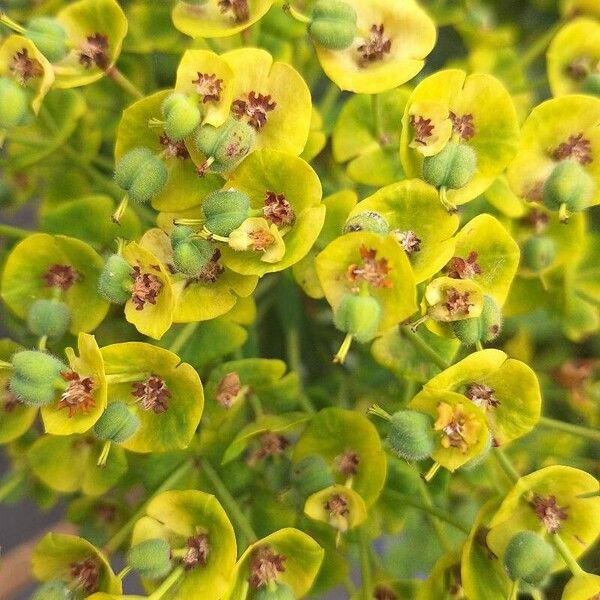 Euphorbia × martini Flower