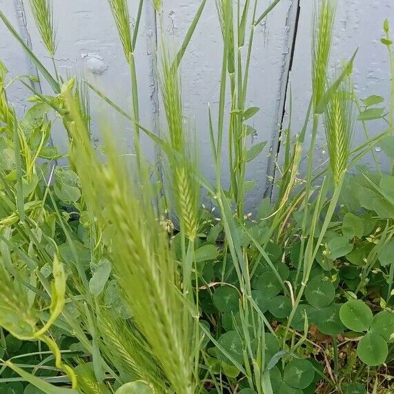 Hordeum murinum Costuma