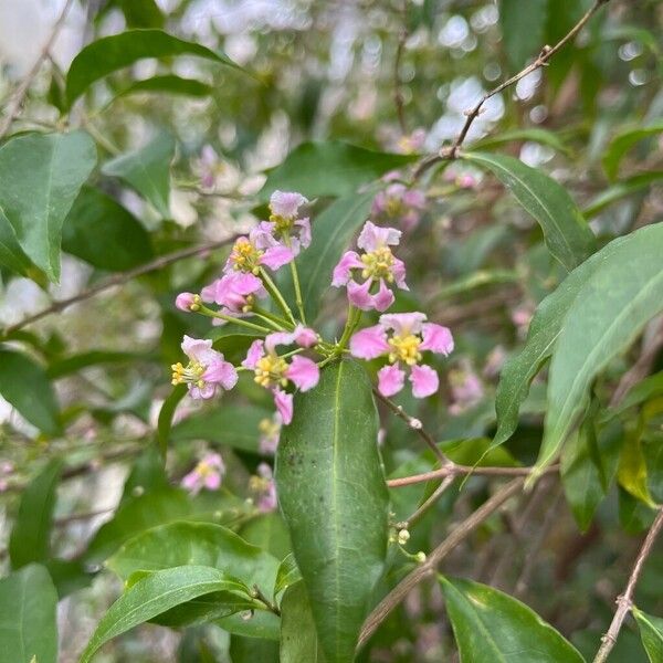 Malpighia glabra 花