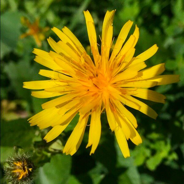 Hieracium prenanthoides Flower