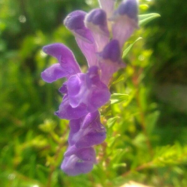 Scutellaria baicalensis 花