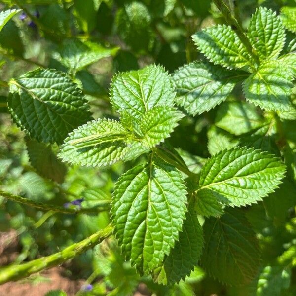 Stachytarpheta jamaicensis Levél