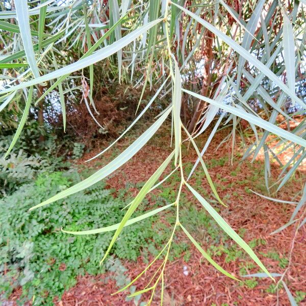 Acacia retinodes Blad