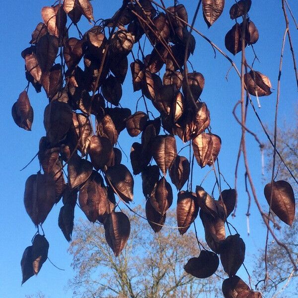 Koelreuteria paniculata Froito