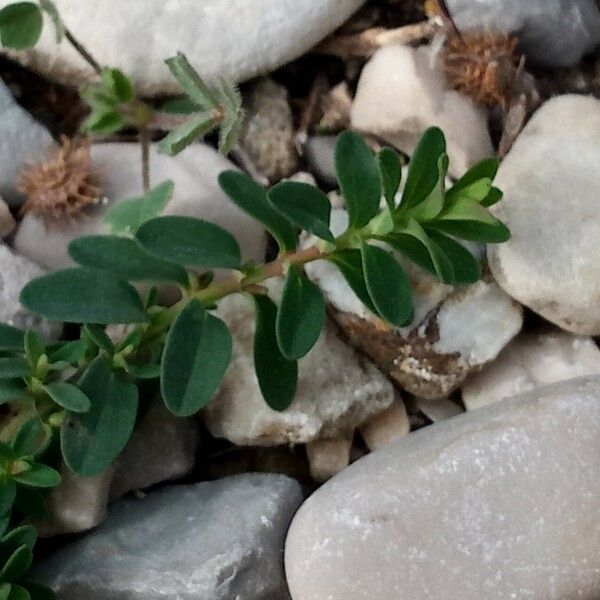 Euphorbia glyptosperma পাতা