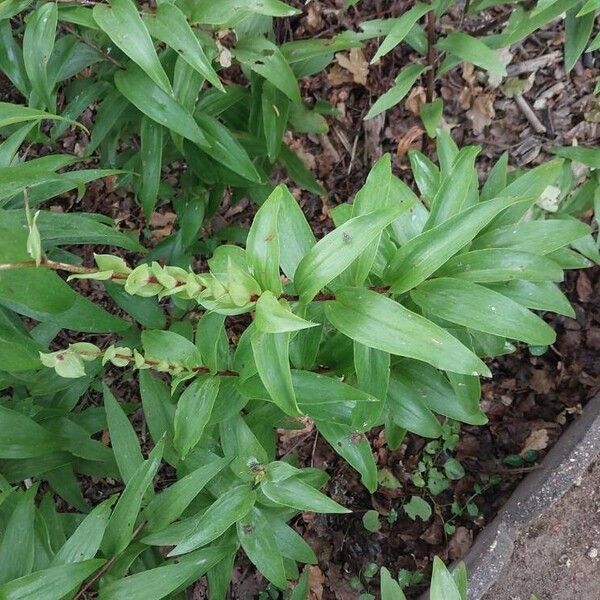 Lilium henryi Foglia