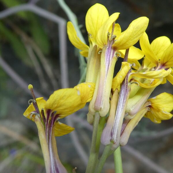 Coincya monensis Flor