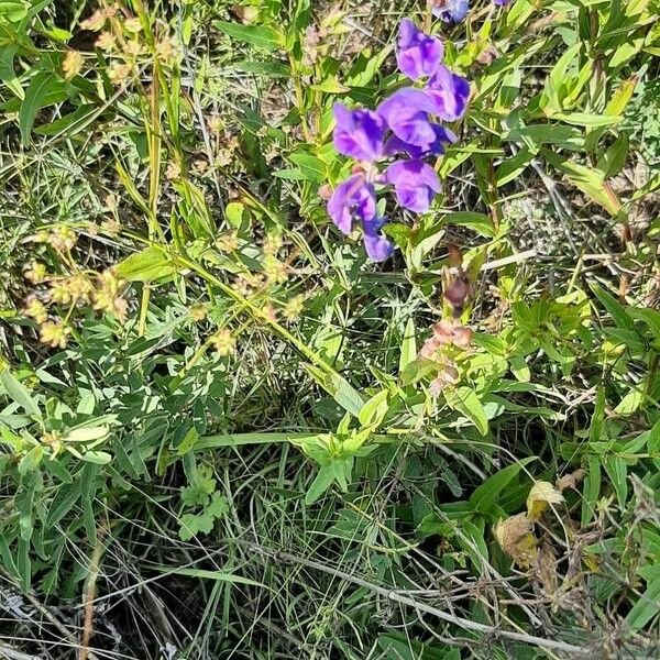 Scutellaria baicalensis 花