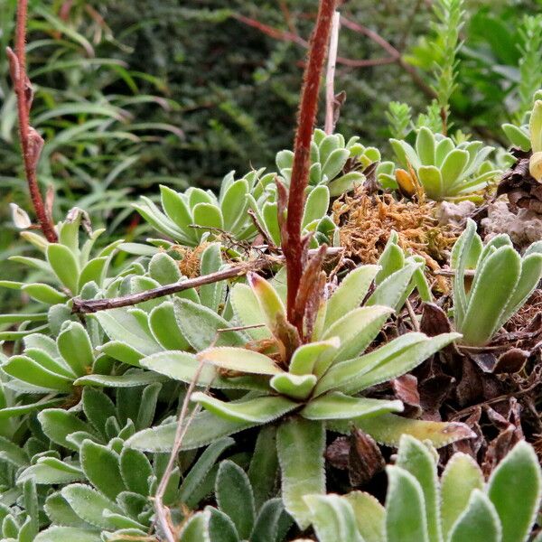 Saxifraga hostii Levél