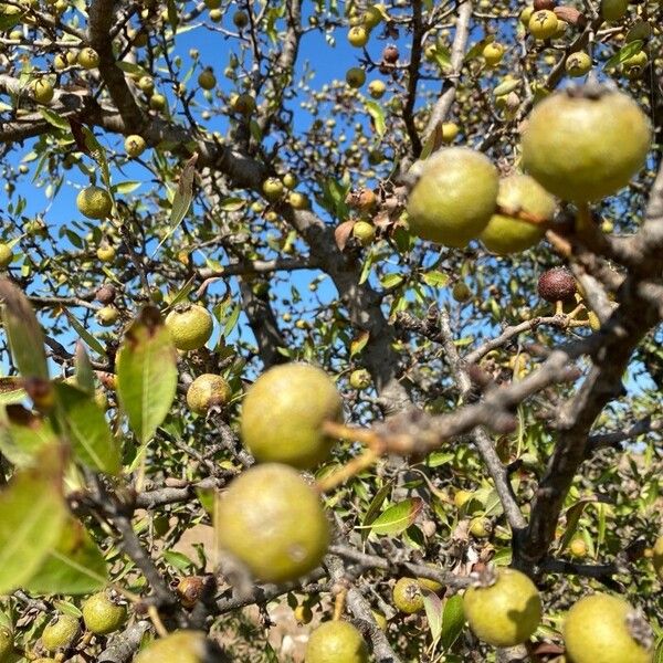 Pyrus spinosa Hedelmä