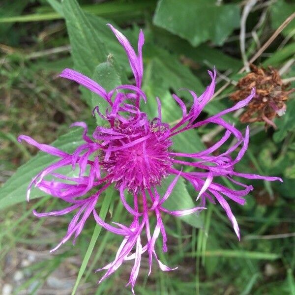 Centaurea nervosa Bloem